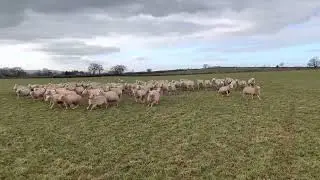 Dry Lleyn ewe lambs