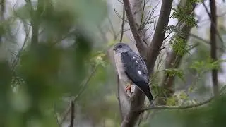 #赤腹鷹雄鳥  #學名：Accipiter soloensis