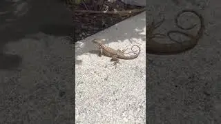 STRANE LUCERTOLE IN FLORIDA