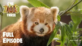 Leopards, Red Pandas and Wolves join their new habitat! | Welcome Party | One Zoo Three
