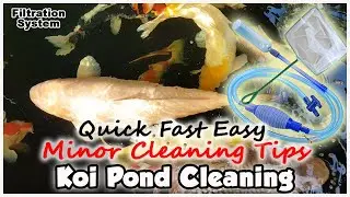 How to Clean Koi Pond Quick Fast   Minor Cleaning Tips