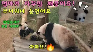 에버랜드 판다월드🤨엄마가 자꾸만 귀엽다고  깨물어서 무서워 숨었어요 😶‍🌫️