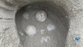 OBX visitors urged to watch for turtles after 2 leatherback nests found along Cape Hatteras Seashore