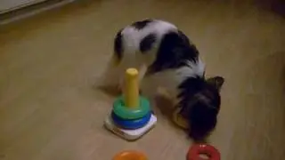 Smart papillon