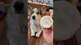 Corgis make a DIY Pawprint Christmas Ornament