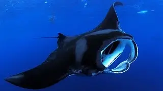 Whale Sharks and Manta Rays CANCUN, Mexico