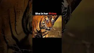 Greatest tiger in the history 🐯