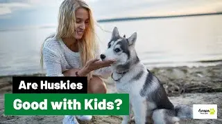 Are Huskies good with kids? Huskies As Family dogs.
