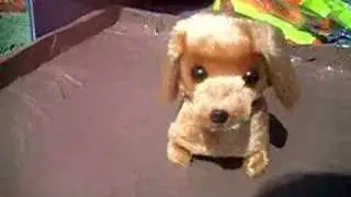 wind up dog