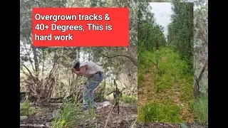 Trapline Kickoff: Chasing Wild Dogs in Southeast Queensland | It’s a Dogger’s Life