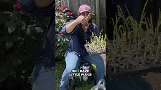 Grow Healthy Onions: Planting Tips Tricks for Bug-Free Garden control #pestcontrol #garden #short