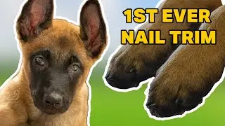 Giving a Puppy His First Ever Nail Trim