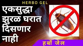 कोक्रोच किलर | कोकरोच जेल | झुरळसाठी औषध | Cockroach Killer | Cockroach Medicine #ग्राहक अभिप्राय