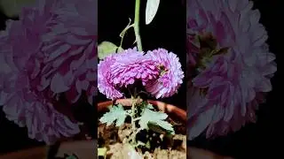 sweet😘😘#garden #funny#comedy #motivation #love #trending #viral #flowers #plants #feed #shorts #yt