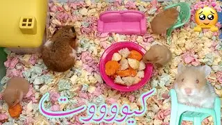 قفص هامستر وصغارها💝جهزت لهم قفص كيوت بأشياء موجودة في البيت 😻رد فعلهم🎉