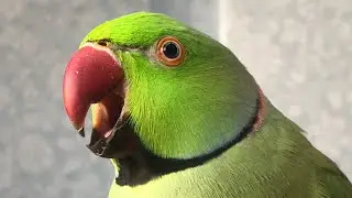 Riki the Ringneck cute & funny moments compilation 💚 Parrot screaming, biting and whistling.