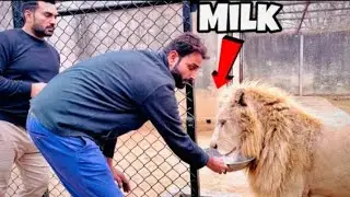 Wild Animals Drinking Milk || Faizi Wildlife Farm 🦁🐯🐅 