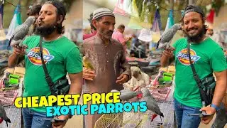 lalukhet birds market 2025 latest update | sunday birds market lalukhet 2025#sunday #birdslover