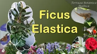 FICUS ELASTICA, se ha hecho ENORME en sólo 3 AÑOS!!! Planta SUPER FÁCIL. 🌴 ACODO AEREO. ✂️