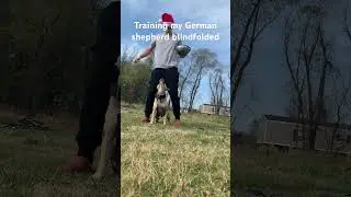 Training blindfolded! #animal #apbt #pitbull #dog #training