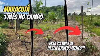 Qual a melhor variedade de maracujá? 1 mês no campo (BRS Gigante Amarelo e BRS Sol do Cerrado)