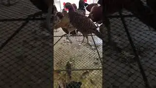 Amazing chickens KOREAN , korea cute chickens , chickens eating
