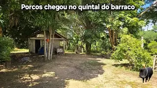 Tivemos uma surpresa no acampamento e na pescaria, Pará bruto.