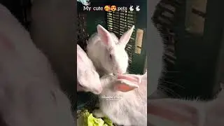 lovely 😍😍 rabbits 🐇🐇 || #shorts#nature#pets#rabbit#cute#lovely#animals#bunny#lovely#video#trending