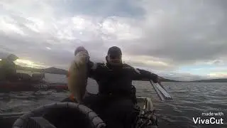 Perchzilla 2,38kg/52cm