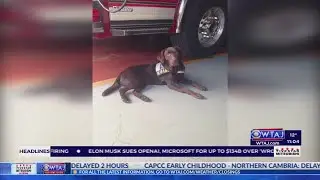 Altoona firefighters mourn loss of retired arson K-9 | WTAJ