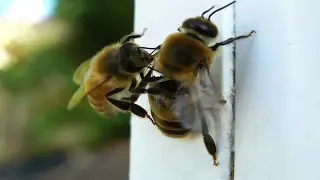 👉🏻 DRONE eviction - Bee chewing drone wings OFF!