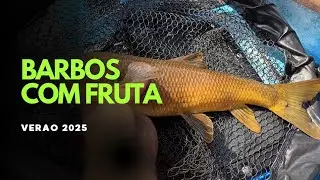 Barbos no douro com fruta 2025