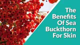 Sea Buckthorn Oil I The Benefits Of Sea Buckthorn  For Skin