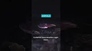 Cuttlefish Night Vision! 🦑🌙 #Cuttlefish #factfizz #animalfacts