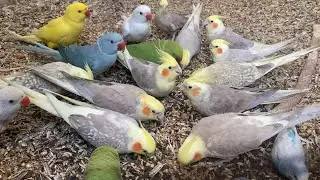 Fascinating chirping of parakeets 🦜 #asmr #birdsavairy #parrotgreen (Episode-16)