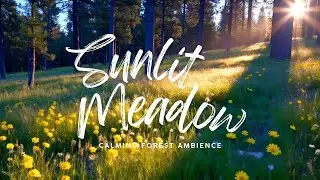 Relaxing Forest Wind Ambience | Nature Sounds of Trees and Gentle Breeze for Sleep and Meditation