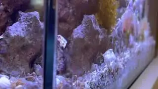 Calico Box Crab enjoying an afternoon snack!