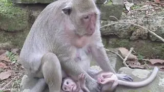 Cute Baby Monkey Polly and Mother Popeye |  baby monkey hungry milk
