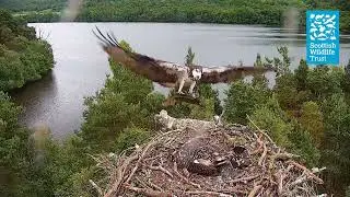 Female Osprey NC0 brings a Monster Pike to the Nest (Loch of the Lowes Osprey Webcam 2022)