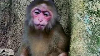 Update! Where Is Baila Now The Story of the New Abandoned Monkey❤️.