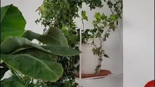 Mă plec din nou in rugă