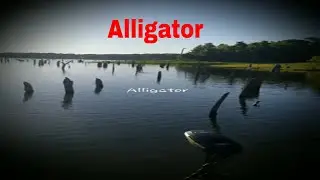 Lake Fork Texas. Are there alligators in Lake Fork? #flyfishfork.com .Alligators in Lake Fork.