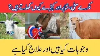 بکرے مٹی، شاپر اور کپڑے کیوں کھاتے ہیں، وجہ کیا ہے اور علاج کیا ہے؟