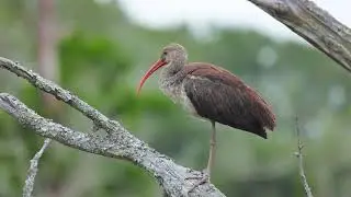 Nature Vlog in ASL: Georgia's Sea Jewel