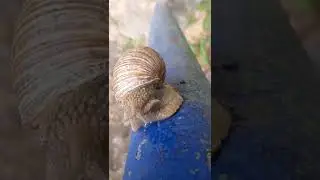 УЛИТКА ПОЛЗЁТ ПО ТРУБЕ
