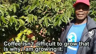 Coffee farming revival
