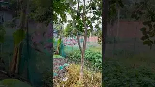 The baby monkey followed his grandmother to work in the garden.