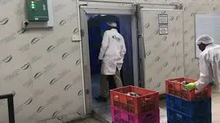 fish cold room