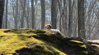Lagotto Romagnolo Puppy Explores Baltic Sea Cliffs | Milka's Forest Adventure