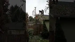 #oregon #lane county #541  #treeremovalservices #lawncare love you dad, thank you for all you do💪🙏